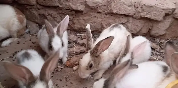 Pure Desi Quality Rabbits — photo 4