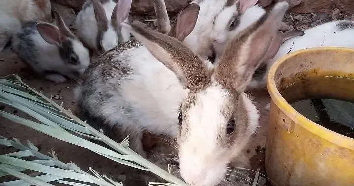 Pure Desi Quality Rabbits — photo 7