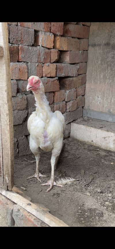 Heera Aseel Females | Paper White | High Quality Aseel