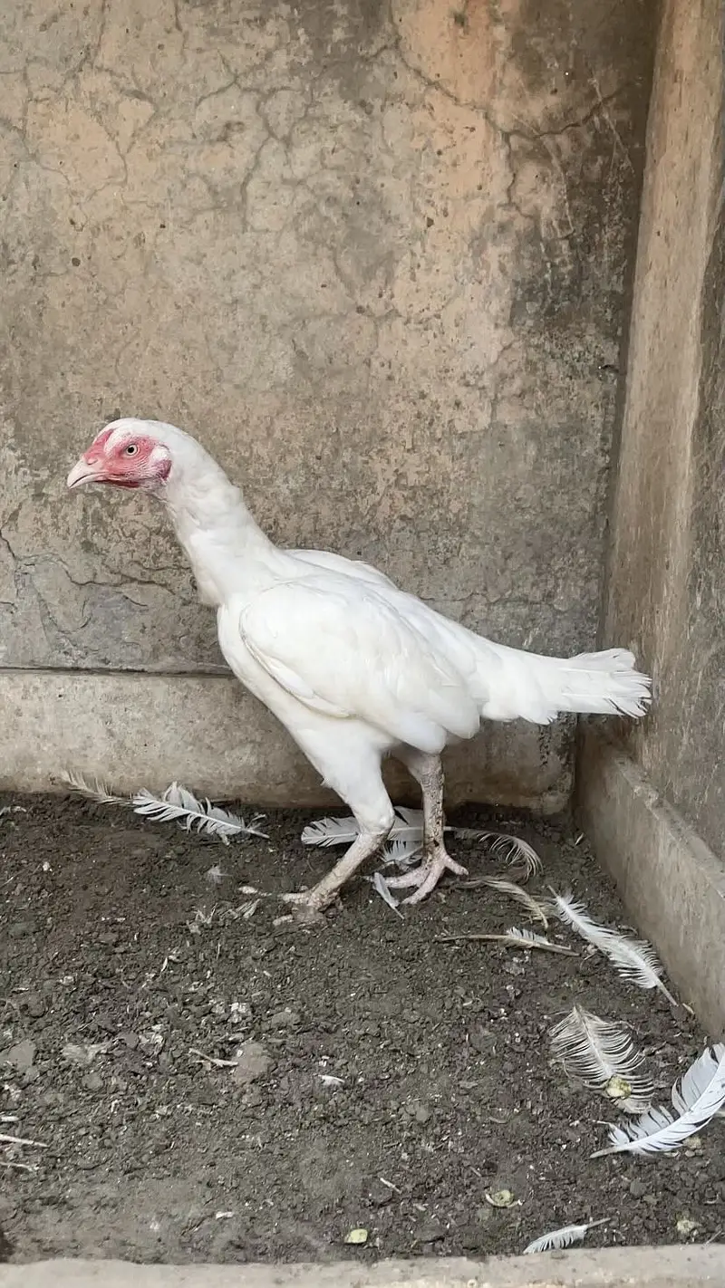 Heera Aseel Females | Paper White | High Quality Aseel — photo 3