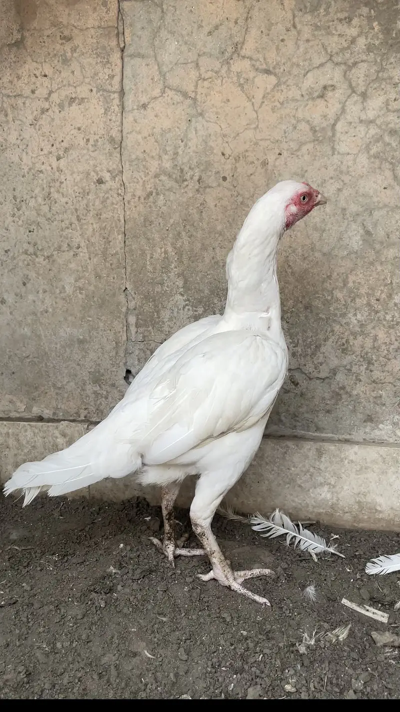 Heera Aseel Females | Paper White | High Quality Aseel — photo 5