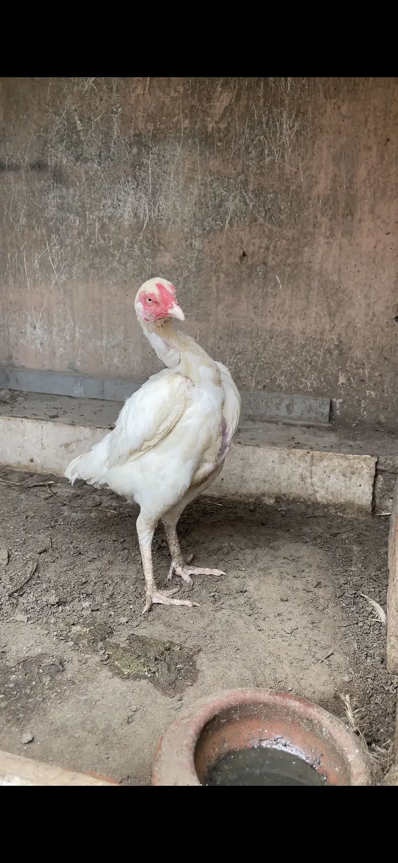 Heera Aseel Females | Paper White | High Quality Aseel — photo 6