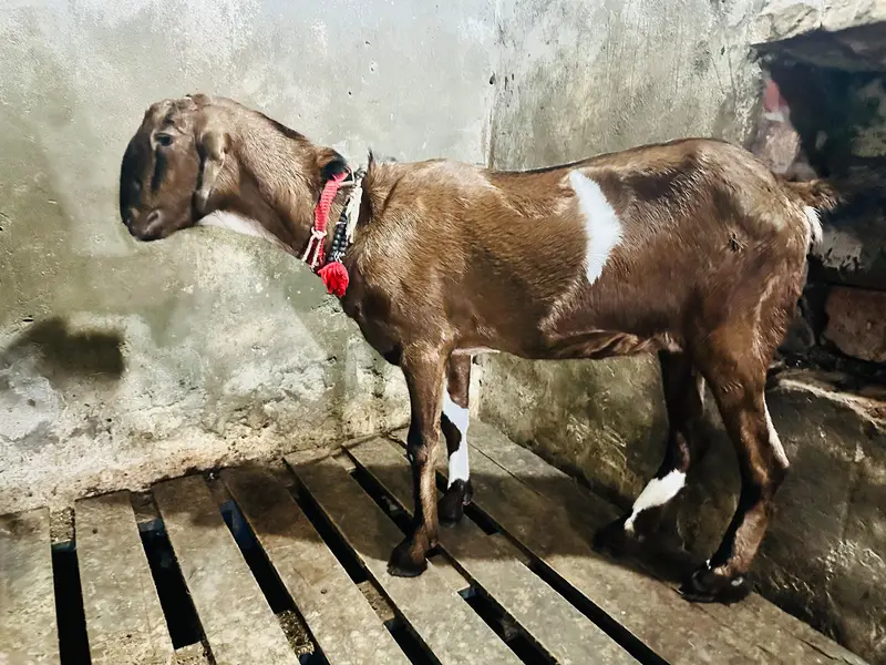 Desi Pathi — photo 3