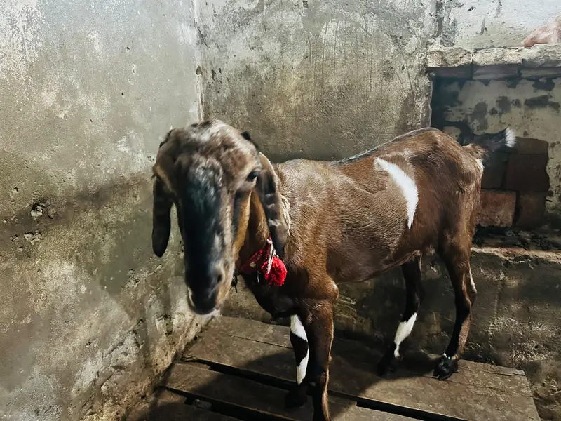 Desi Pathi — photo 4