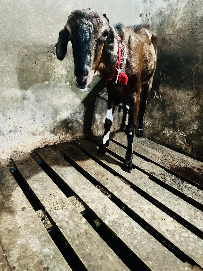 Desi Pathi — photo 5