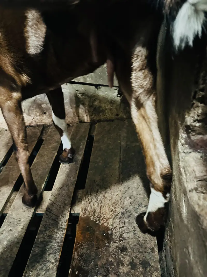 Desi Pathi — photo 6