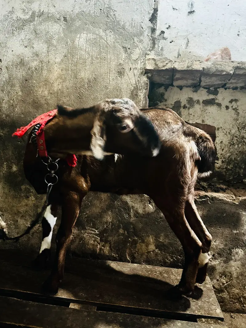 Desi Pathi — photo 8