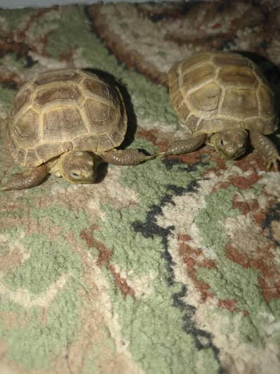 Russian Tortoise 