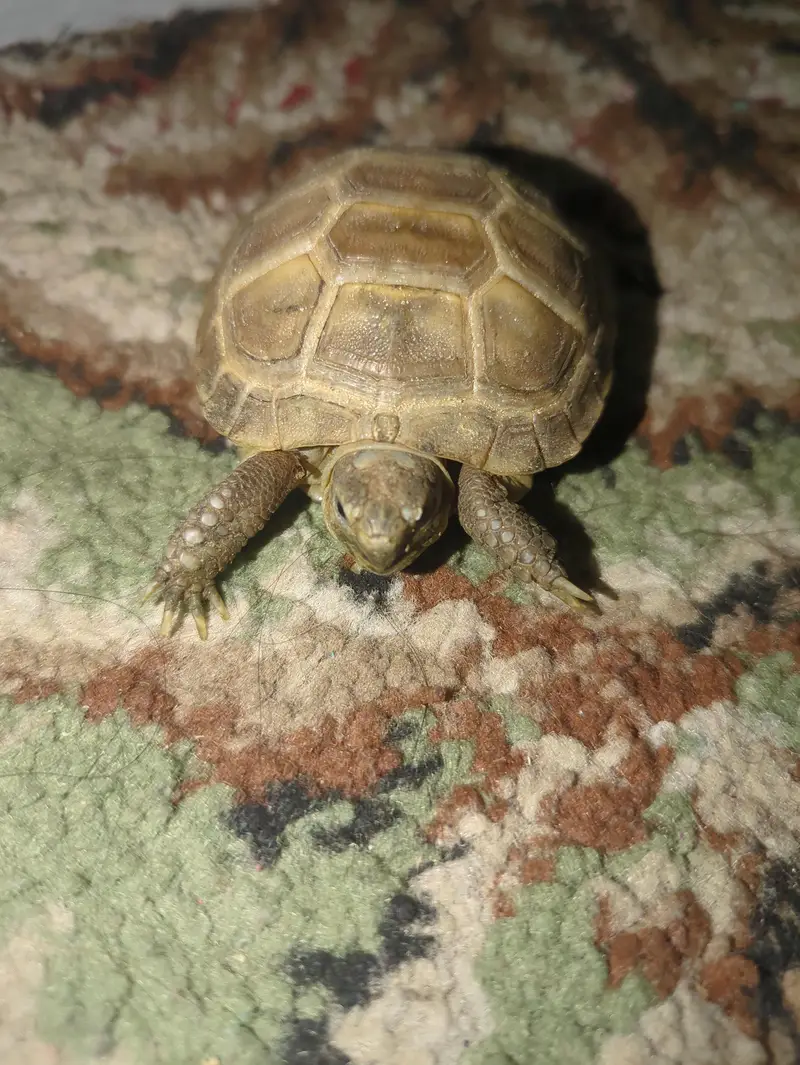 Russian Tortoise  — photo 2