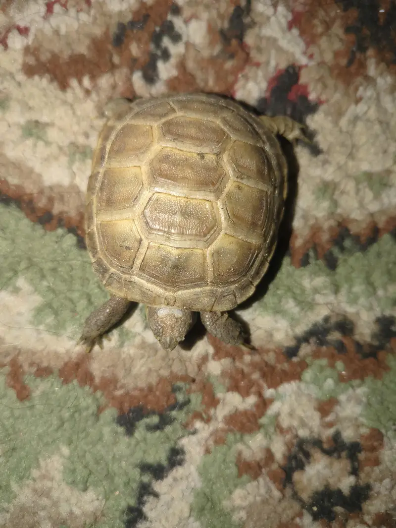 Russian Tortoise  — photo 3