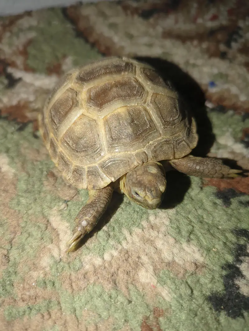 Russian Tortoise  — photo 4