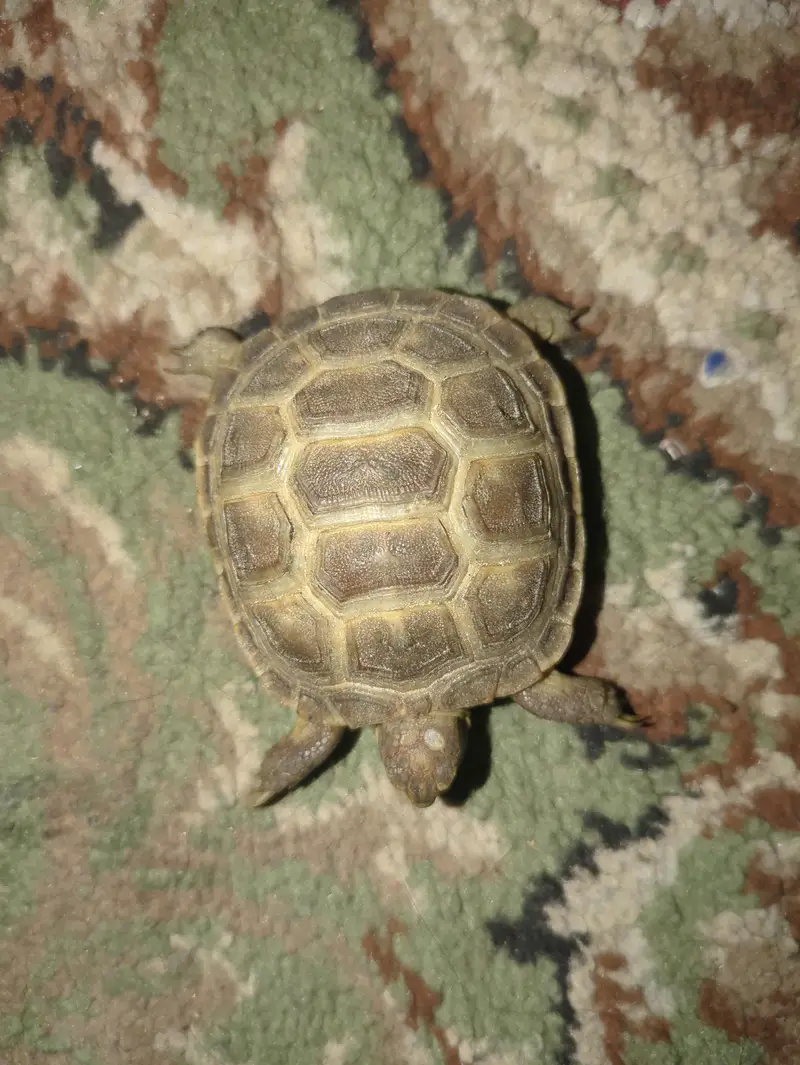 Russian Tortoise  — photo 5