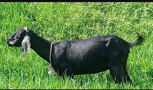 Desi bakri 2 month ki gaban