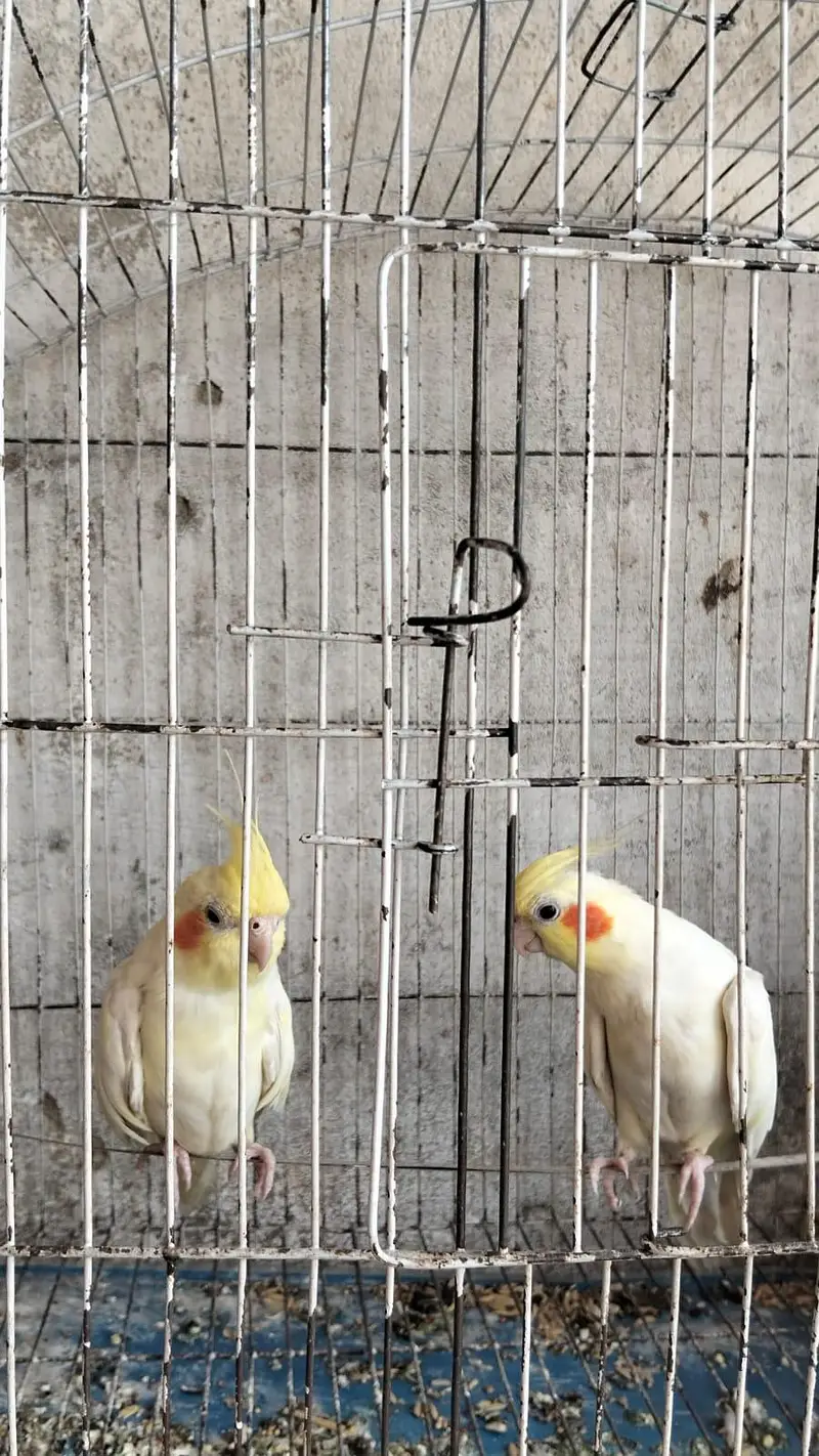 cocktail breeder pair with discount — photo 2