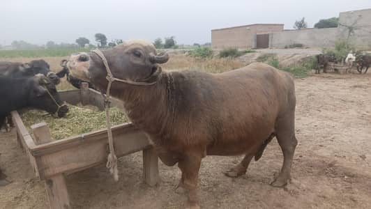 shoqeeni wali bhains 03461398185 call