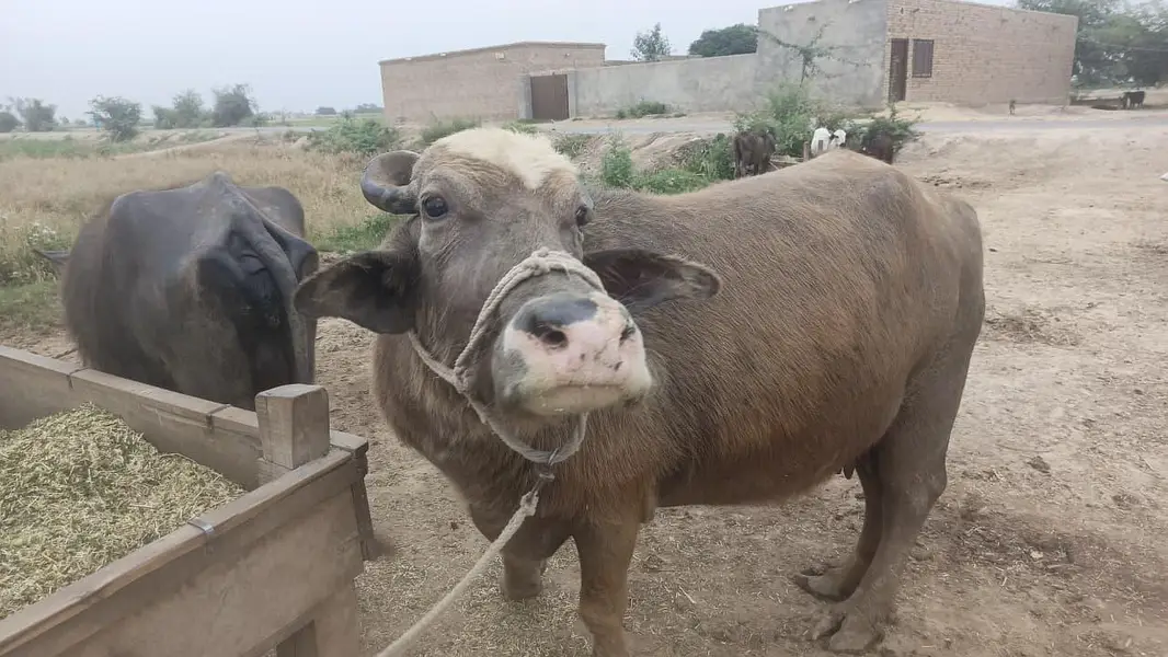 shoqeeni wali bhains 03461398185 call — photo 2