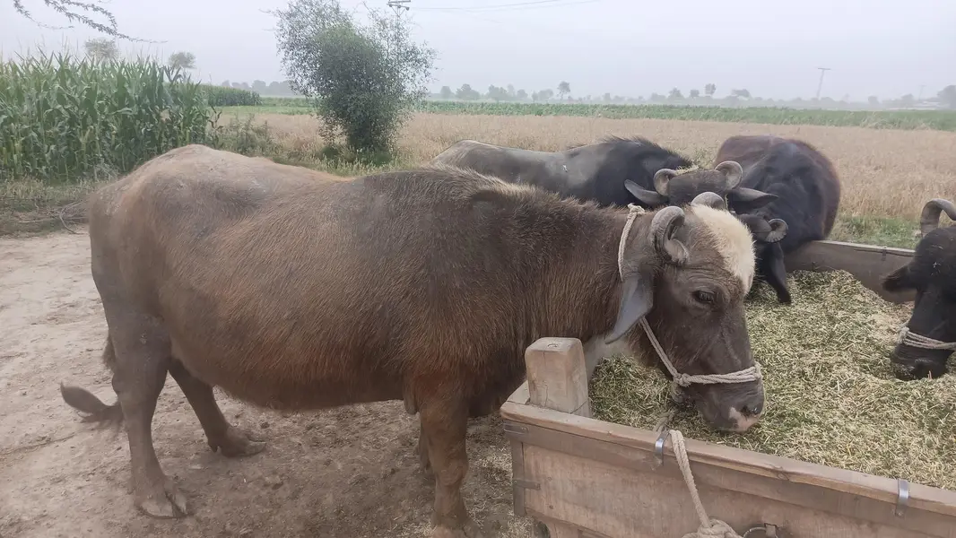 shoqeeni wali bhains 03461398185 call — photo 3
