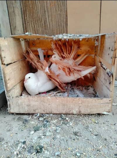 English Fantail Yellow Breder Pair Healthy Condition
