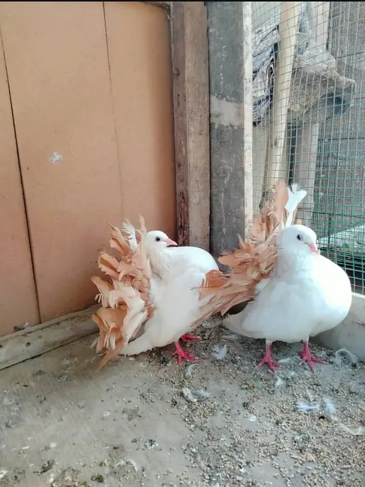 English Fantail Yellow Breder Pair Healthy Condition — photo 2