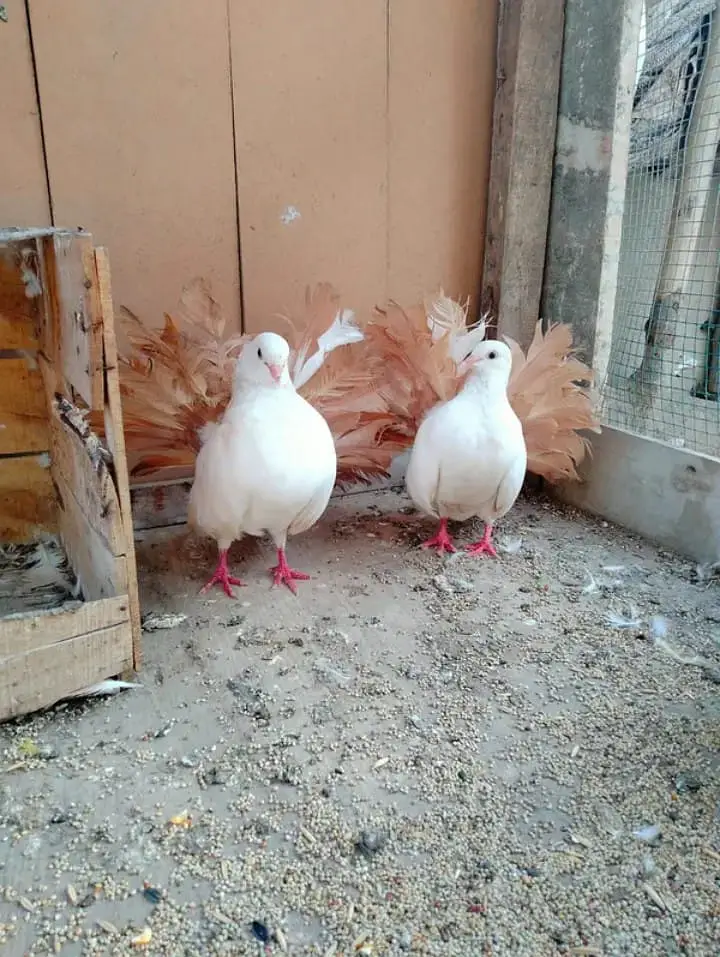 English Fantail Yellow Breder Pair Healthy Condition — photo 3