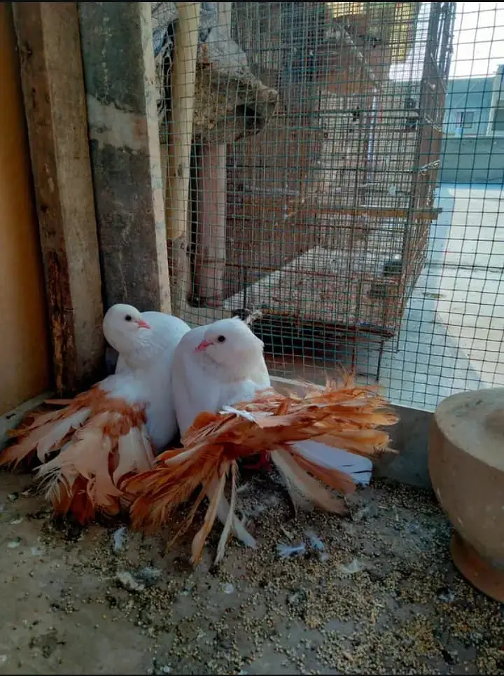 English Fantail Yellow Breder Pair Healthy Condition — photo 4