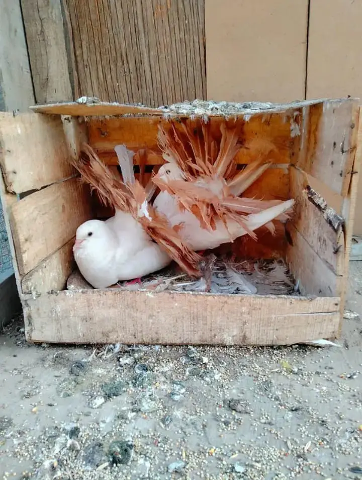 English Fantail Yellow Breder Pair Healthy Condition — photo 5