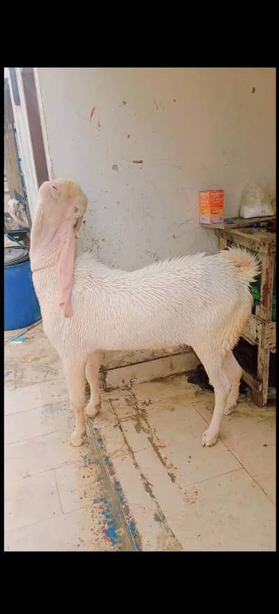 gulabi male 6 dant