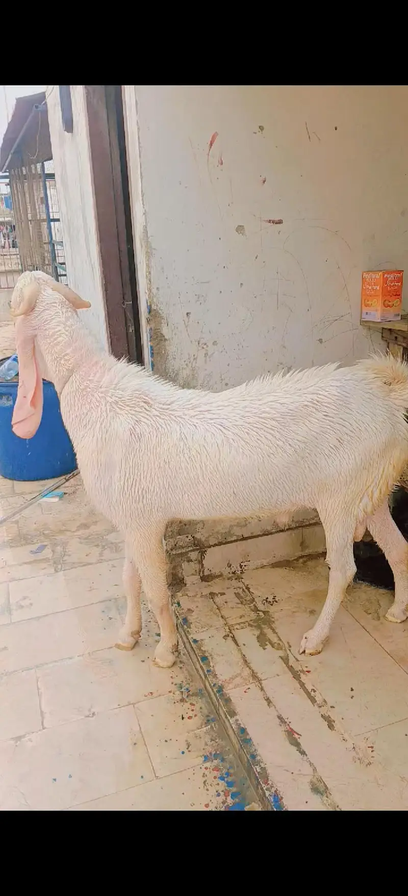gulabi male 6 dant — photo 2