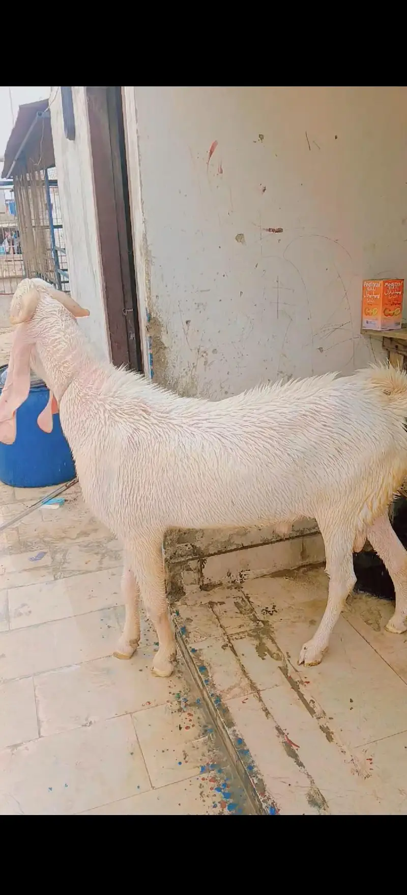 gulabi male 6 dant — photo 3