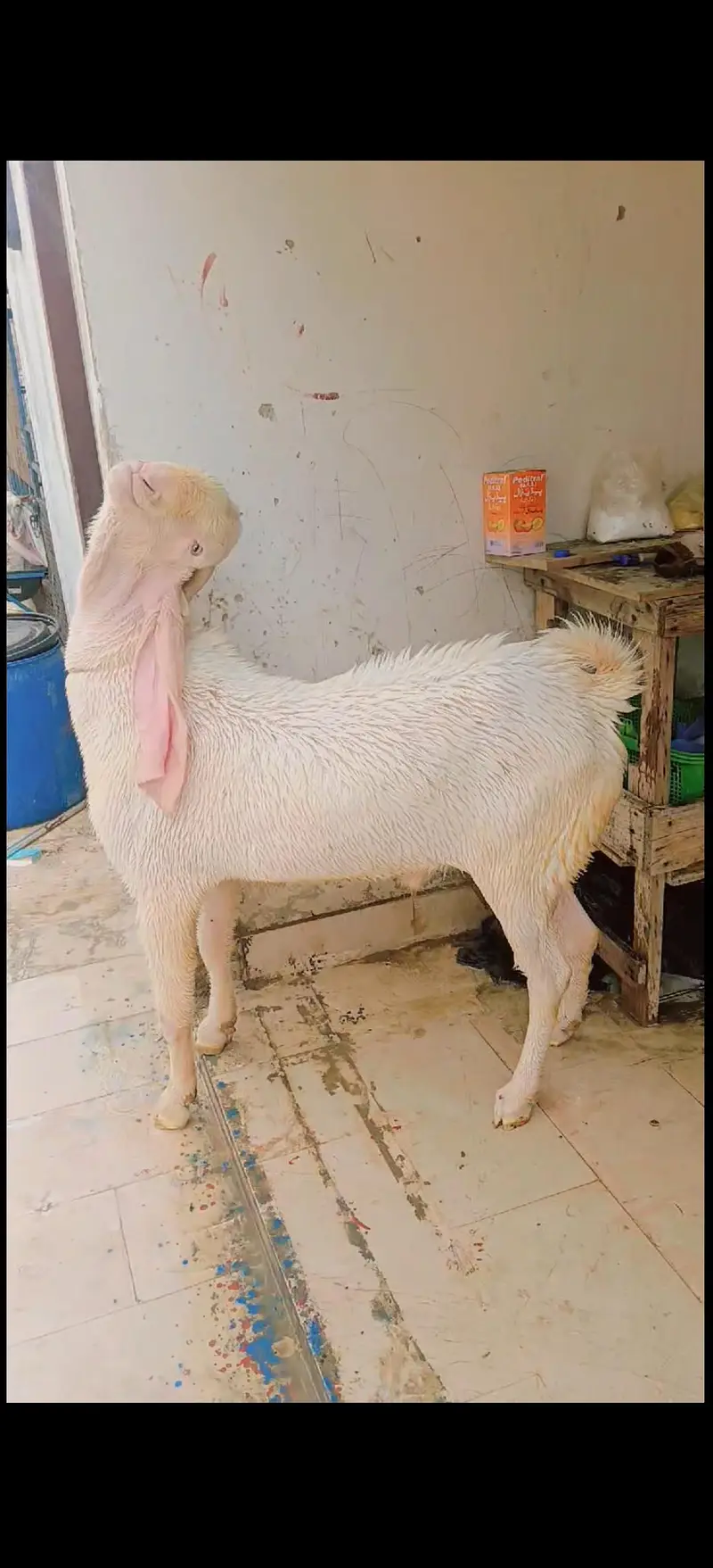 gulabi male 6 dant — photo 4