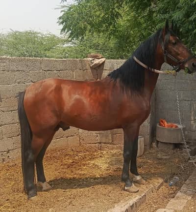 Desi english mix breed stallion | HOURSE | desi hourse | ghora