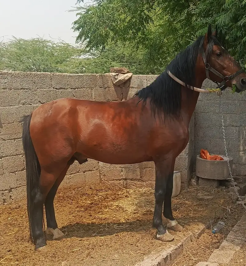 Desi english mix breed stallion | HOURSE | desi hourse | ghora