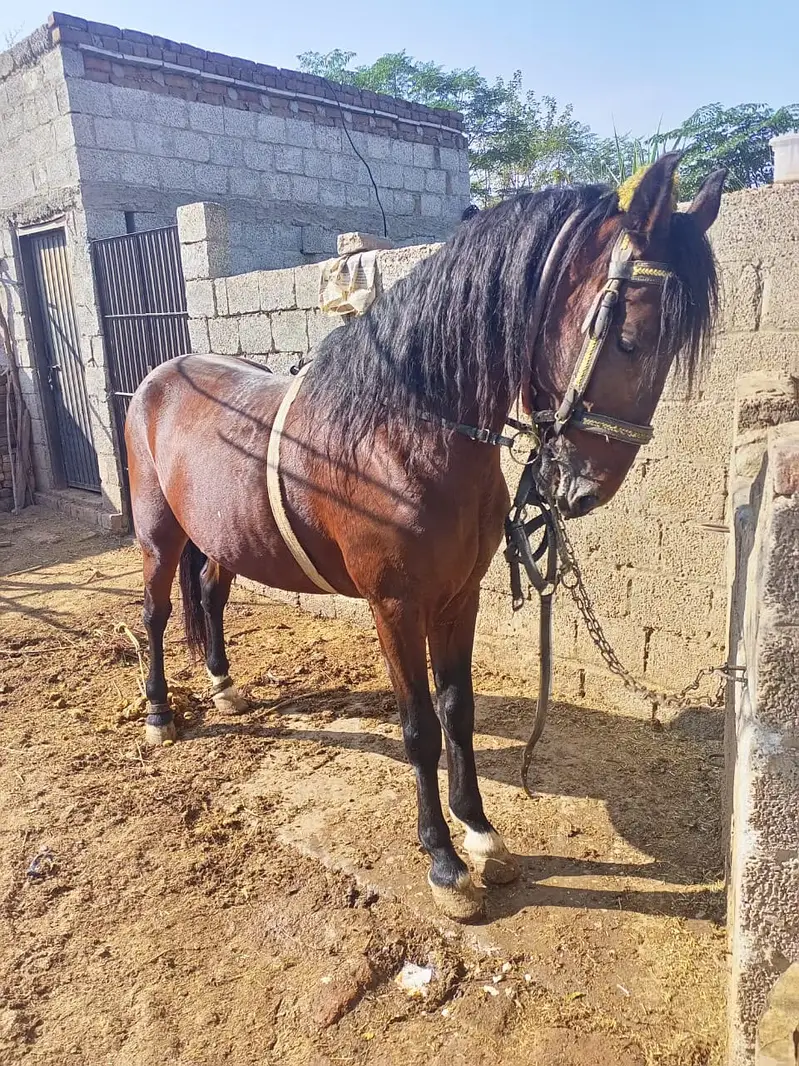 Desi english mix breed stallion | HOURSE | desi hourse | ghora — photo 2