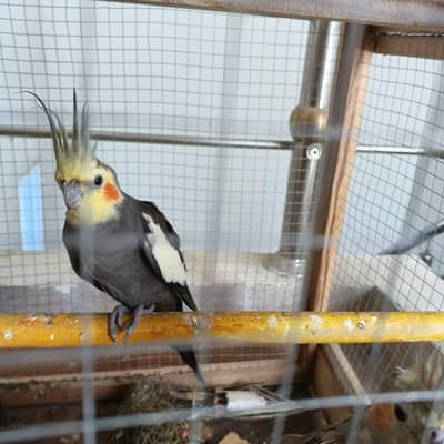 Cocktail Breeder Pair. Contact Jazz. 03236202377