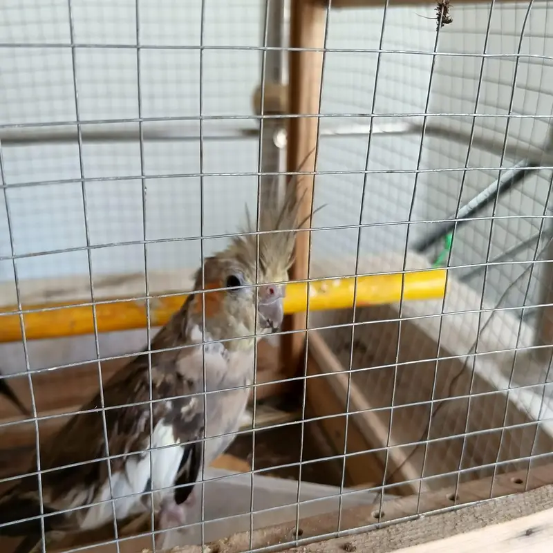 Cocktail Breeder Pair. Contact Jazz. 03236202377 — photo 2