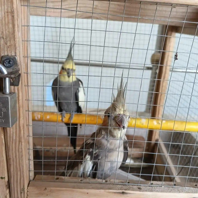 Cocktail Breeder Pair. Contact Jazz. 03236202377 — photo 3