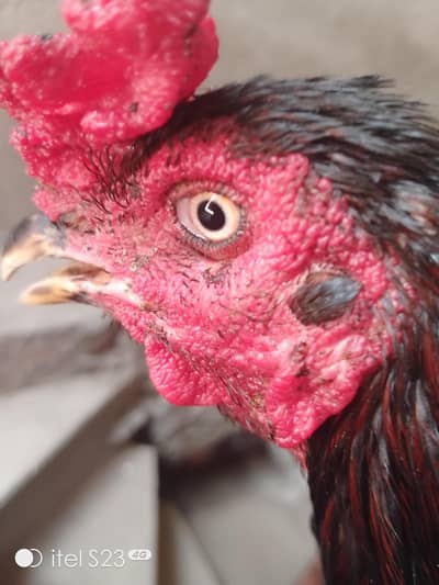 Healthy and Active Aseel Rooster (Mianwali Cross) - Urgent Sale