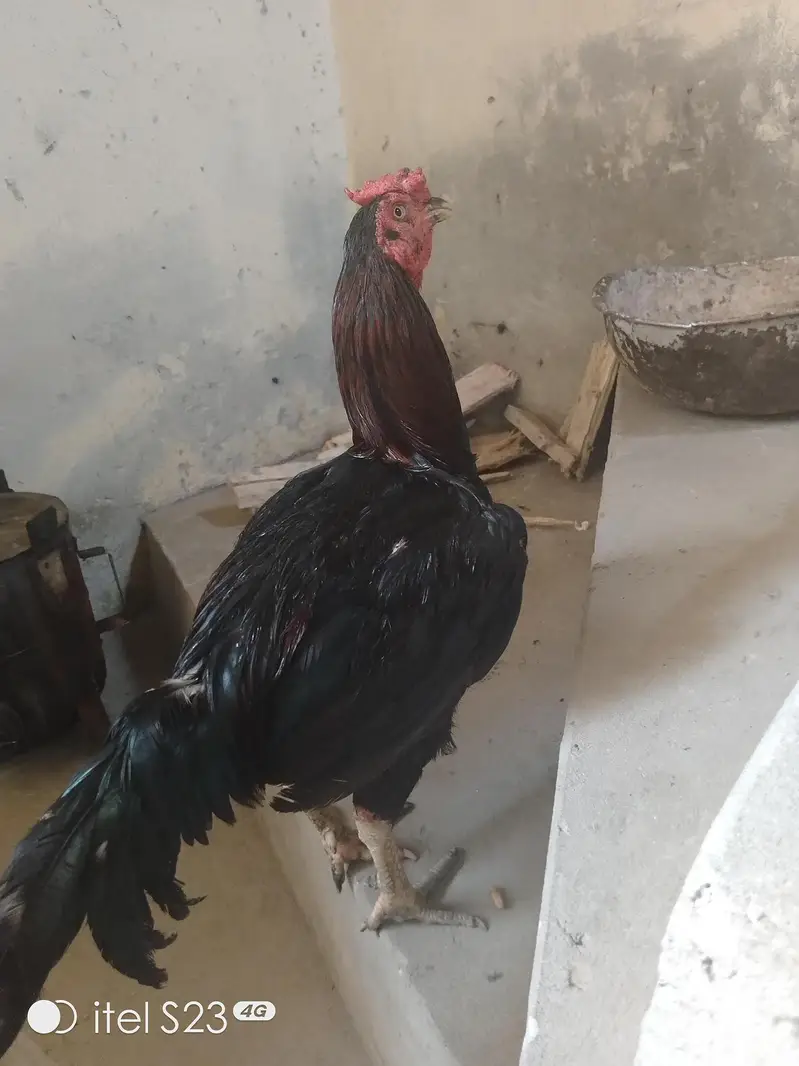 Healthy and Active Aseel Rooster (Mianwali Cross) - Urgent Sale — photo 3