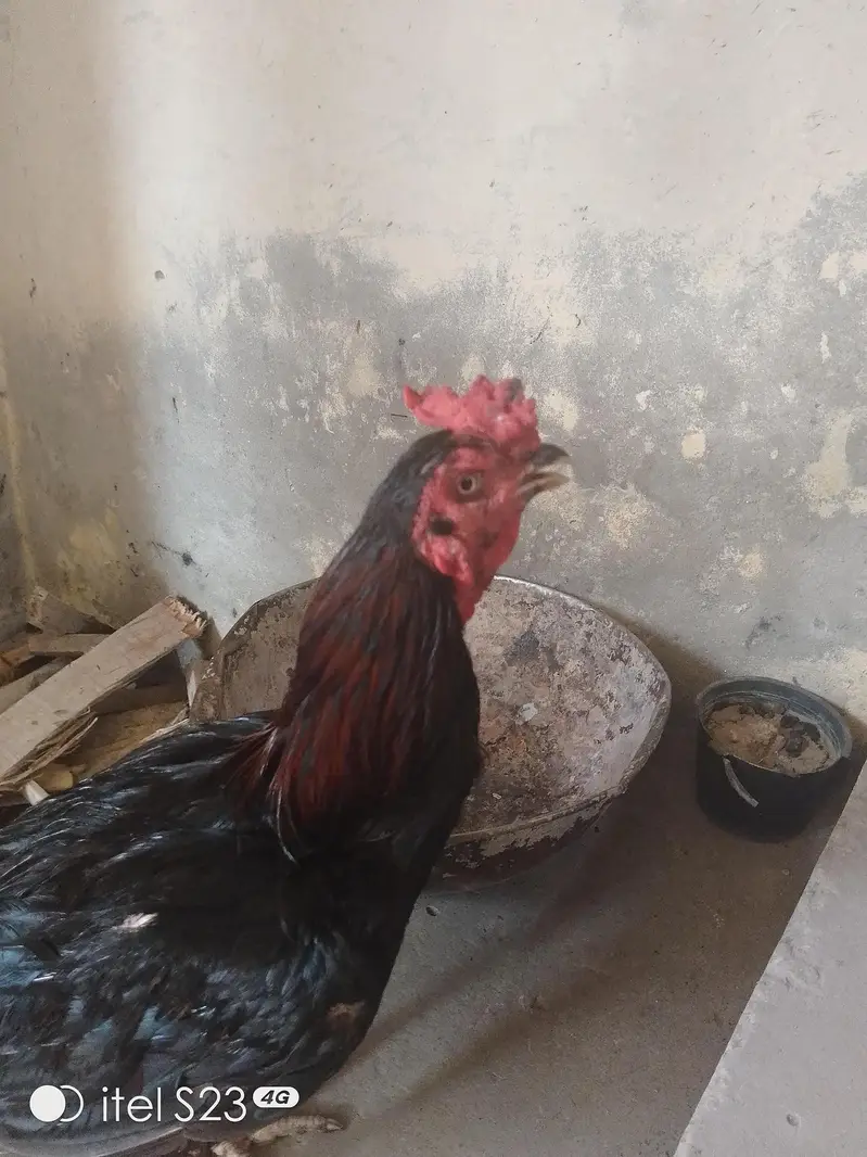 Healthy and Active Aseel Rooster (Mianwali Cross) - Urgent Sale — photo 4