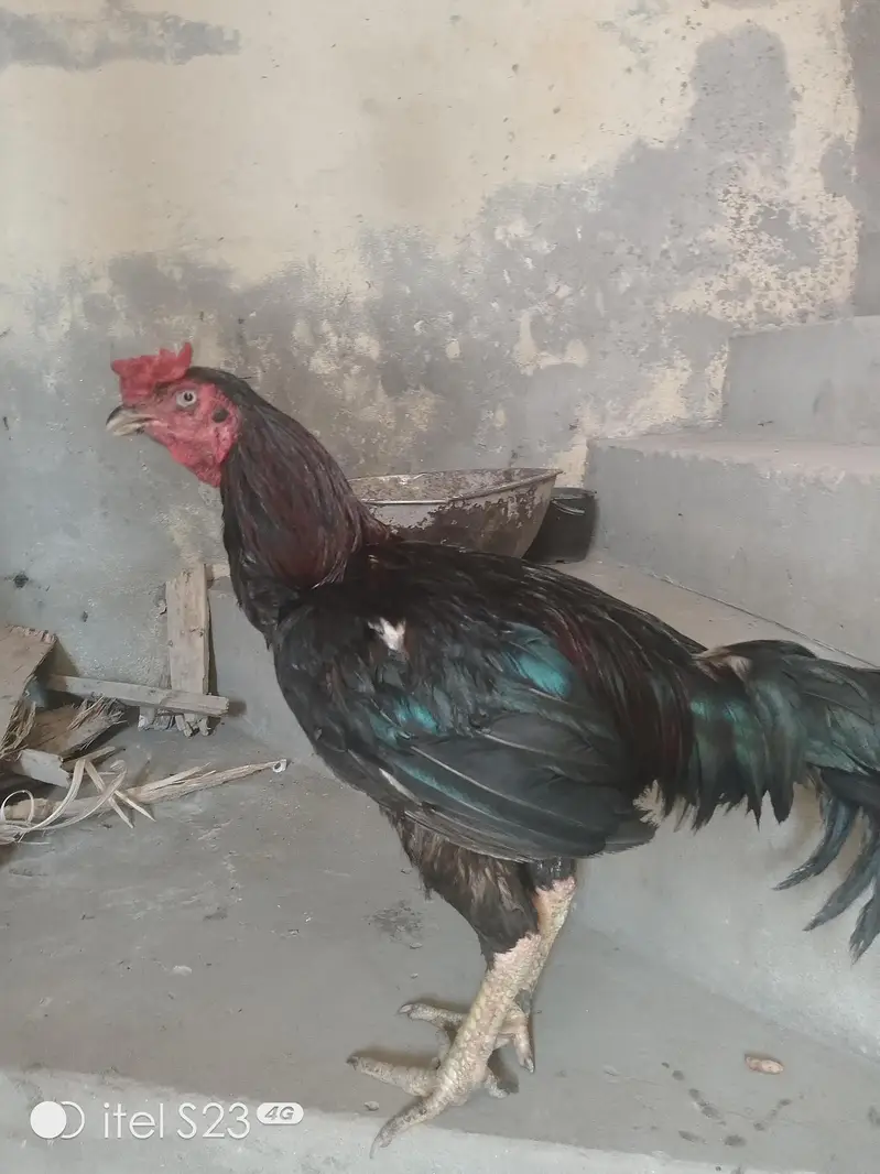Healthy and Active Aseel Rooster (Mianwali Cross) - Urgent Sale — photo 5