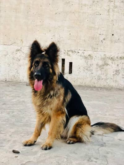 german shepherd female