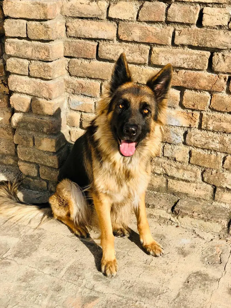 german shepherd female — photo 2