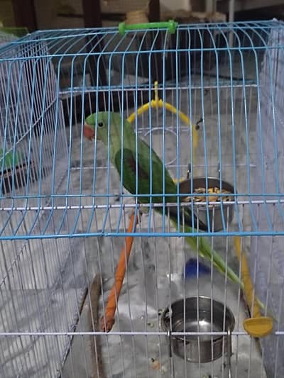 Raw Alexanderine Parakeet Kashmiri Parrot Juvenile