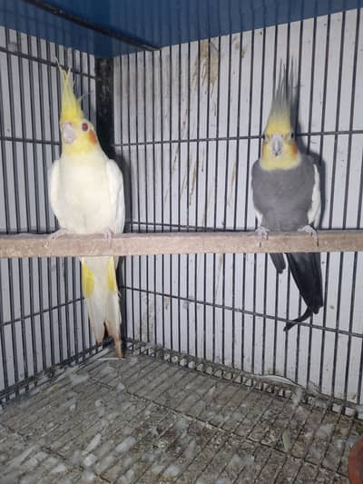 cocktail love birds