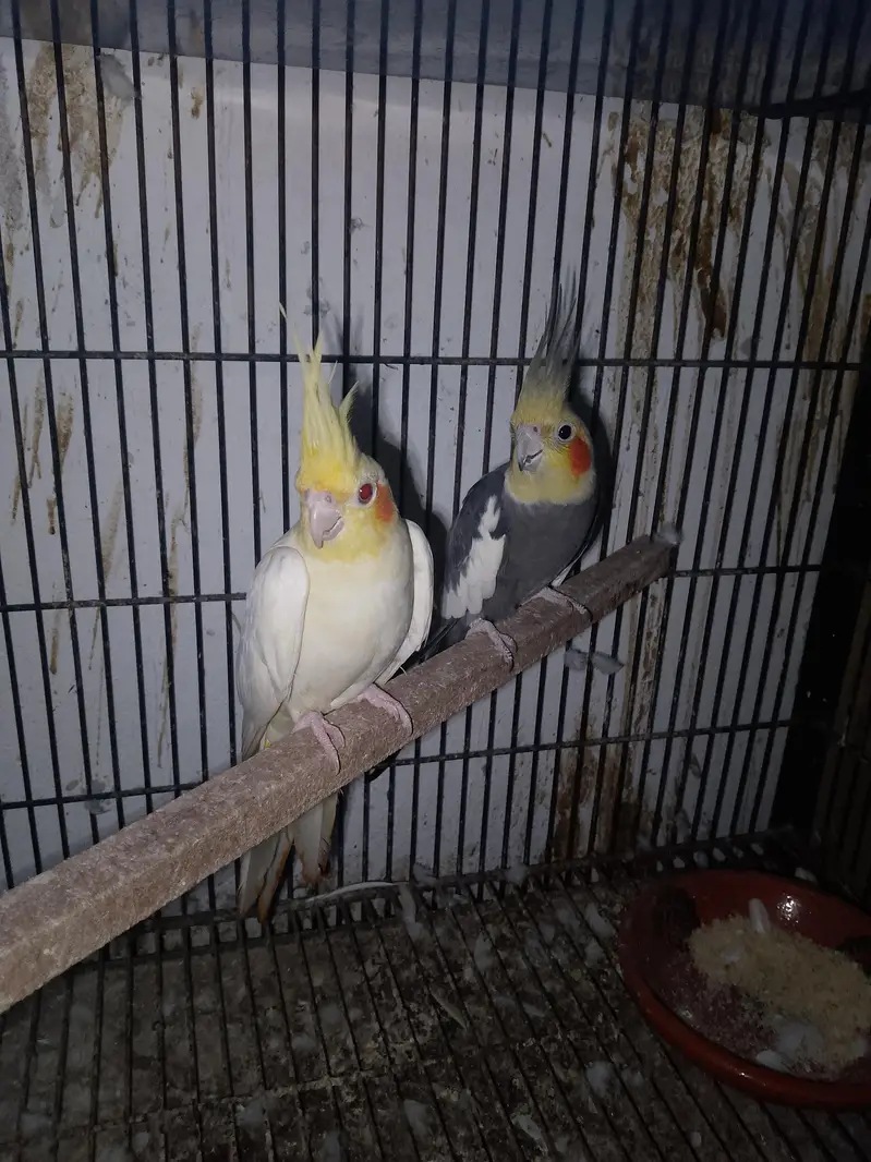 cocktail love birds — photo 2