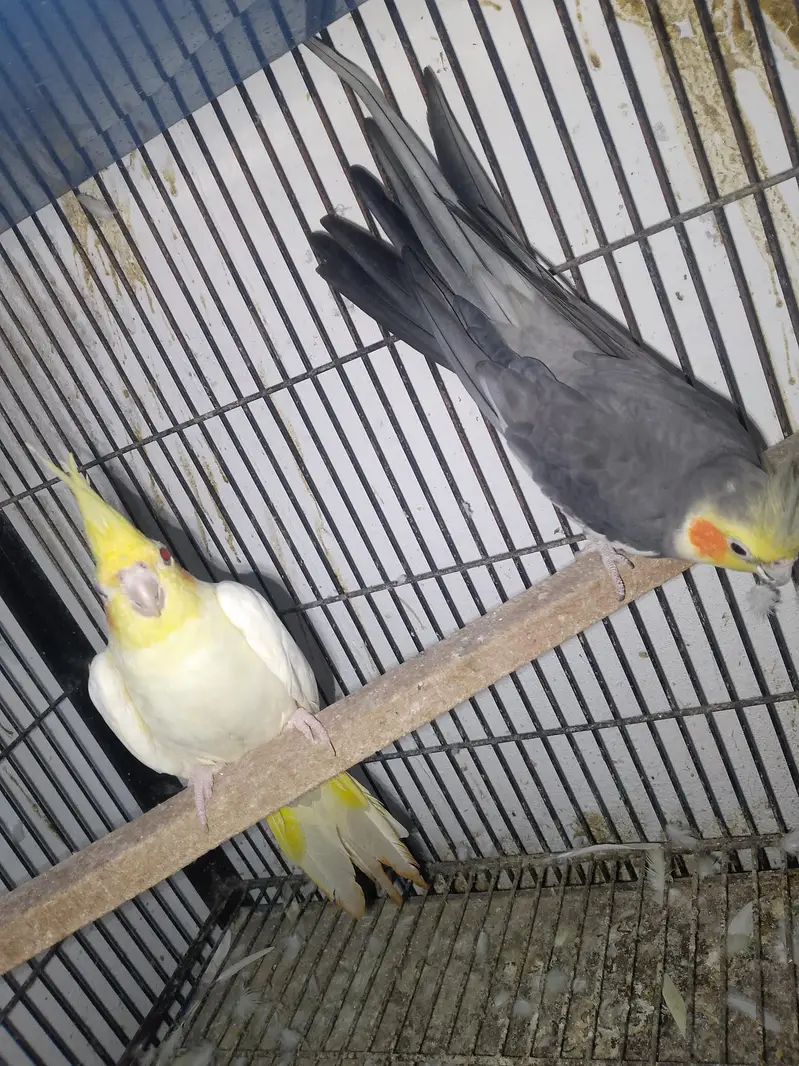 cocktail love birds — photo 3