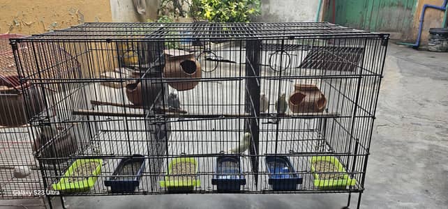 6 budgies parrots with 2 cages & All Accessories just 11,000