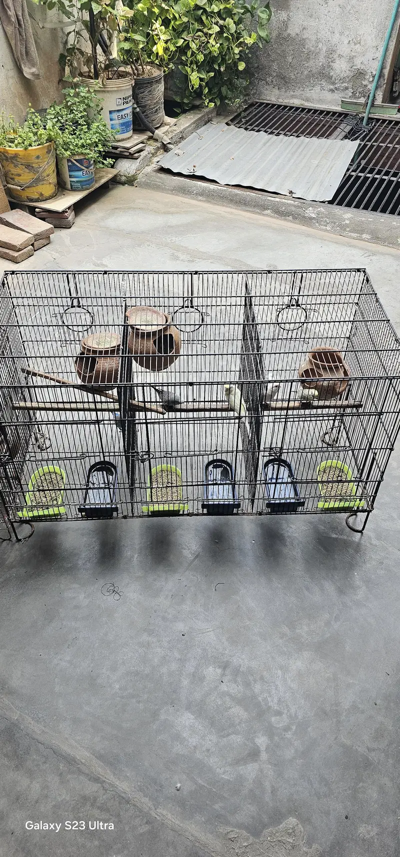6 budgies parrots with 2 cages & All Accessories just 10,799 — photo 2
