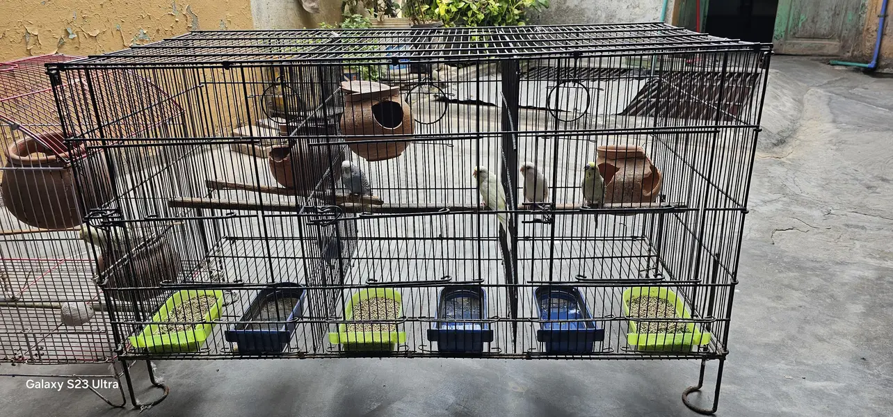 6 budgies parrots with 2 cages & All Accessories just 10,799 — photo 3