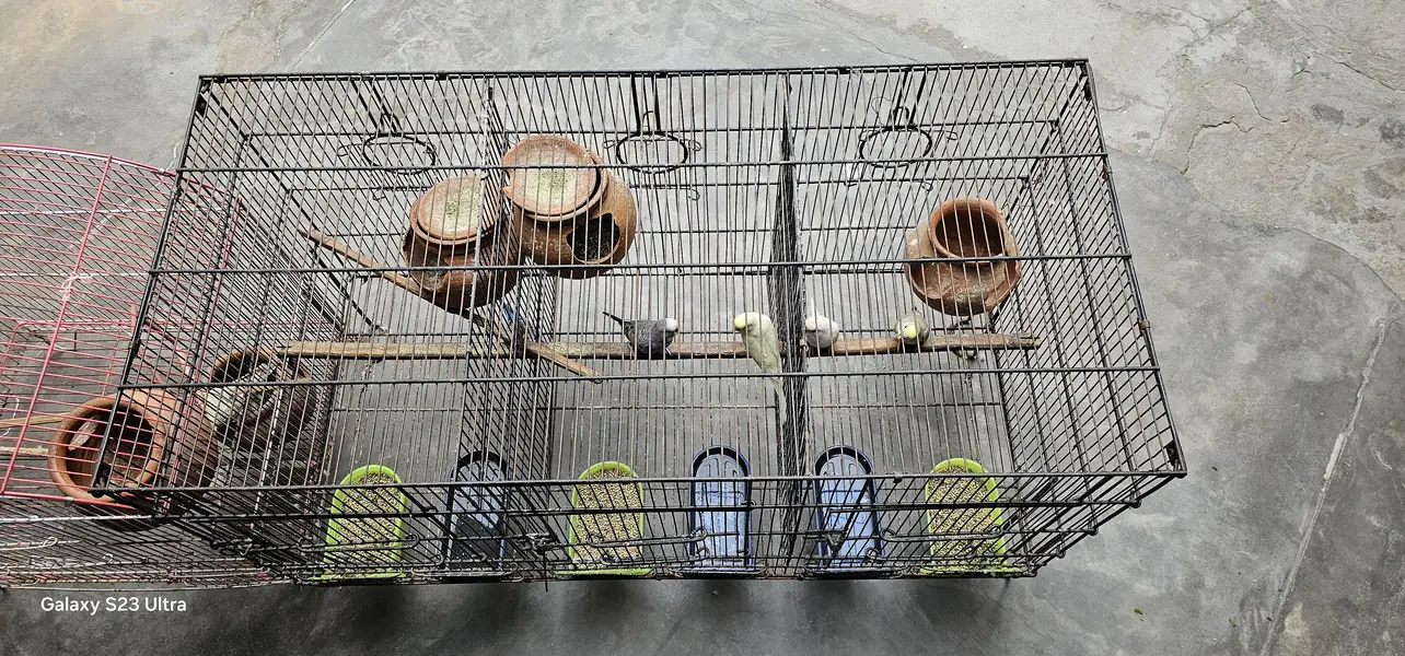 6 budgies parrots with 2 cages & All Accessories just 10,799 — photo 4